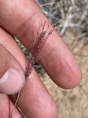 Muhlenbergia pungens