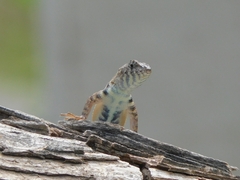 Sceloporus pyrocephalus