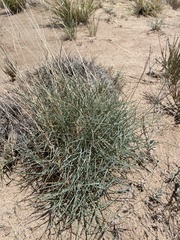 Muhlenbergia pungens
