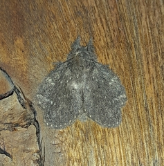 Euglyphis melancholica