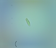 Aureoboletus auriporus