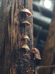 Deconica horizontalis