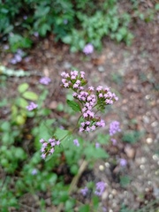 Ageratina havanensis
