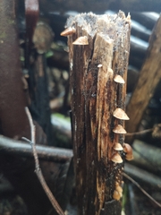 Deconica horizontalis