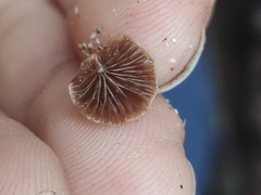 Deconica horizontalis