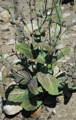 Caulanthus amplexicaulis