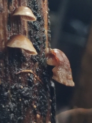 Deconica horizontalis