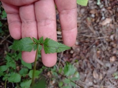 Ageratina havanensis
