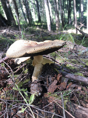 Agaricus deardorffensis