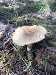 Agaricus deardorffensis