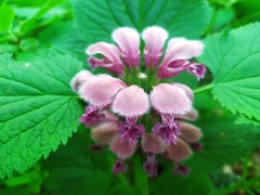 Lamium orvala