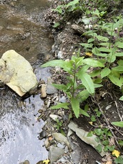 Cirsium arvense vestitum