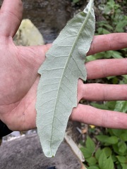 Cirsium arvense vestitum