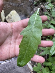Cirsium arvense vestitum