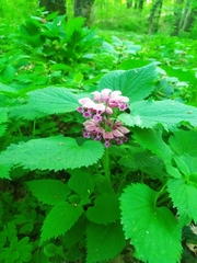 Lamium orvala