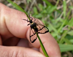 Argyroeides sanguinea