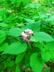 Lamium orvala