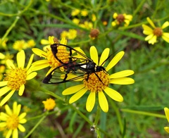 Argyroeides sanguinea