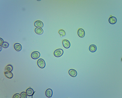 Coltricia cinnamomea