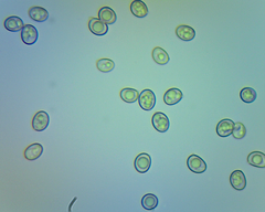 Coltricia cinnamomea