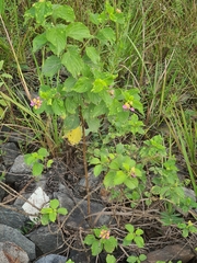 Lantana camara