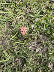 Lysurus periphragmoides