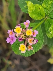 Lantana camara