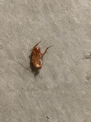 Shelfordella lateralis