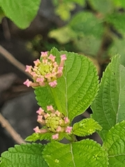 Lantana camara