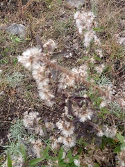 Brickellia laciniata