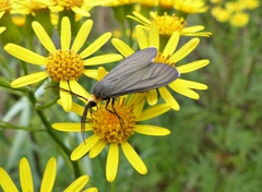 Ctenucha rubriceps