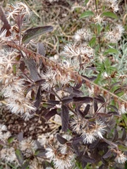 Brickellia laciniata