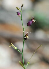 Caulanthus amplexicaulis