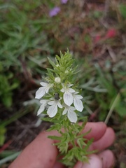 Teucrium cubense