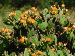 Opuntia megapotamica