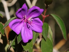 Tibouchina