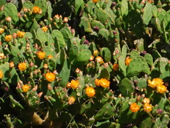 Opuntia megapotamica