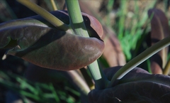 Caulanthus amplexicaulis