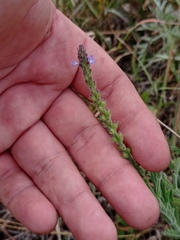 Verbena xutha