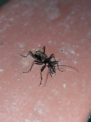 Ctenostoma