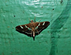 Desmia ploralis