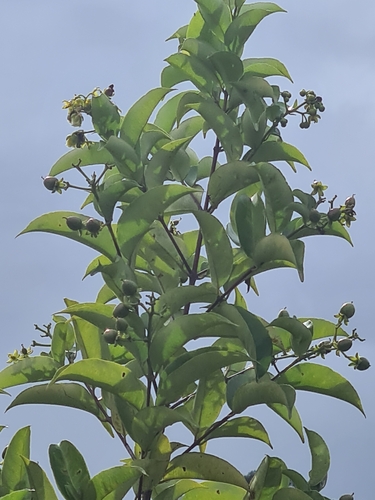 Image of Vismia cayennensis by no rights reserved