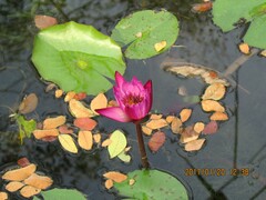 Nymphaea rubra