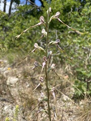 Himantoglossum caprinum
