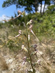 Himantoglossum caprinum