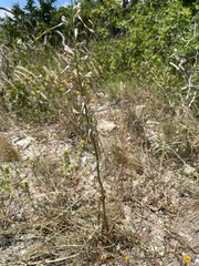 Himantoglossum caprinum