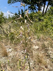 Himantoglossum caprinum
