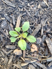 Arabidopsis thaliana
