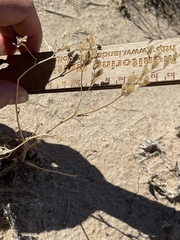 Ipomopsis longiflora