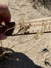 Ipomopsis longiflora